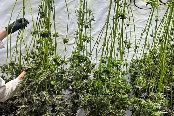 Cannabis könnte wieder verboten werden