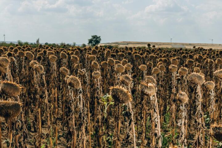 Dürre 2025: Müssen Landwirtschaft und Straßenbäume schon wieder bangen?