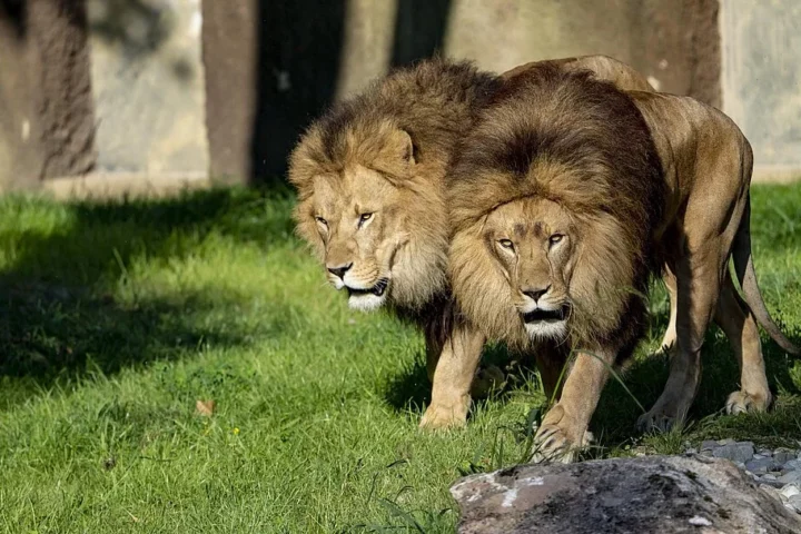 Neues Zuhause: Löwe Bahati ist im Geraer Tierpark angekommen