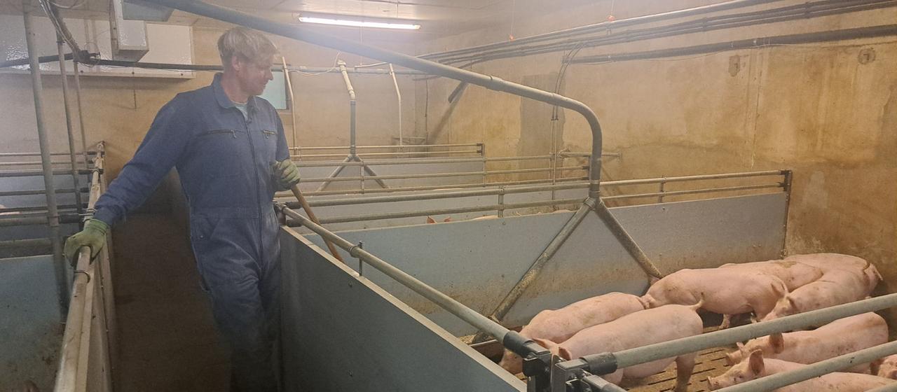 Einnahmeverluste bei Schweinehaltern trotz Grillsaison und steigender Nachfrage