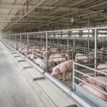 Russlands Schweinemarkt wächst – und verliert seine kleineren Betriebe