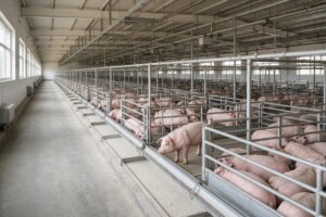 Russlands Schweinemarkt wächst – und verliert seine kleineren Betriebe