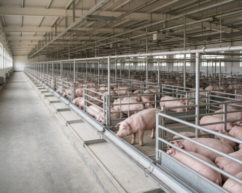 Russlands Schweinemarkt wächst – und verliert seine kleineren Betriebe
