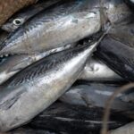 Nahaufnahme eines Haufens frisch gefangener Fische in einem Netz oder Korb.