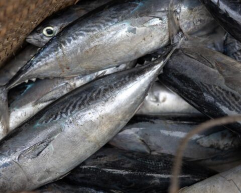 Nahaufnahme eines Haufens frisch gefangener Fische in einem Netz oder Korb.