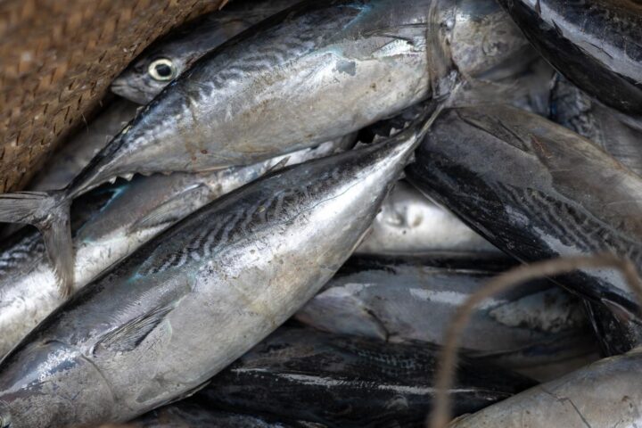 Nahaufnahme eines Haufens frisch gefangener Fische in einem Netz oder Korb.