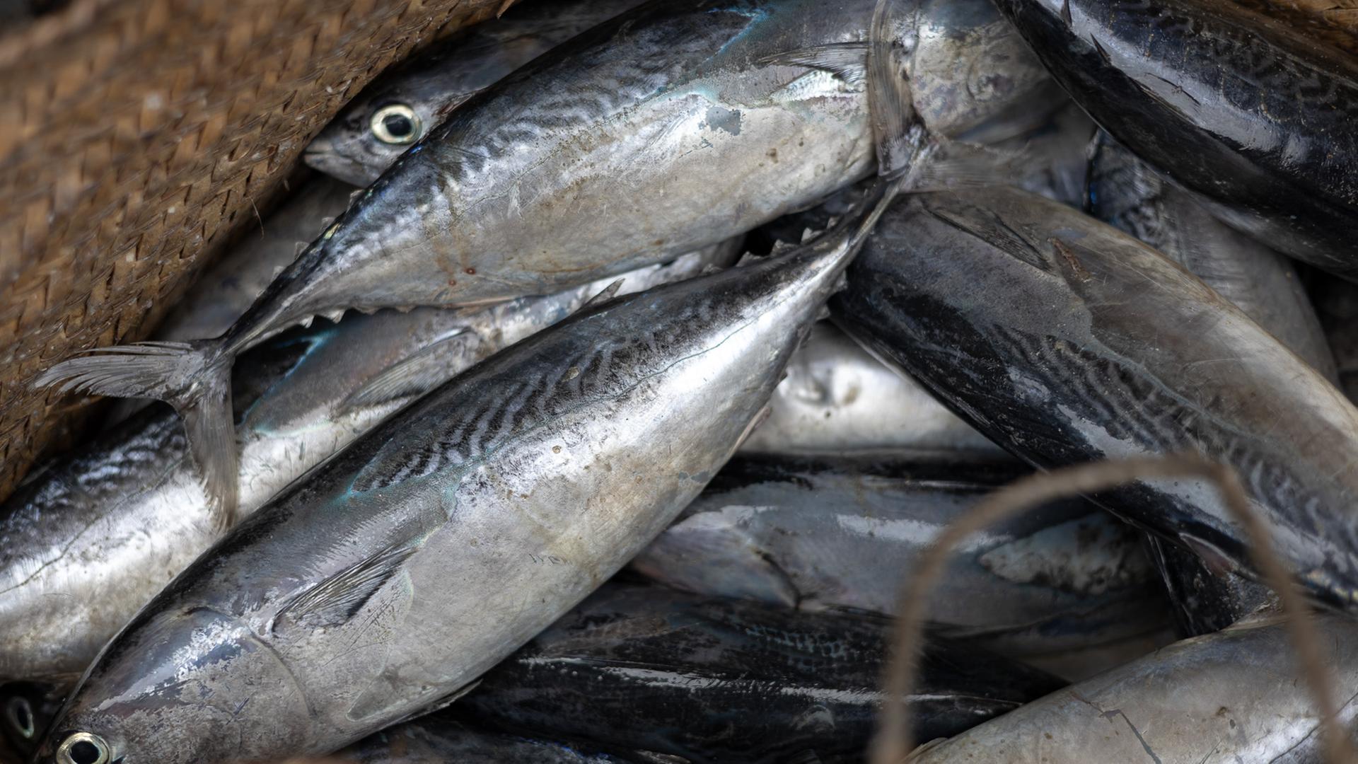 Nahaufnahme eines Haufens frisch gefangener Fische in einem Netz oder Korb.