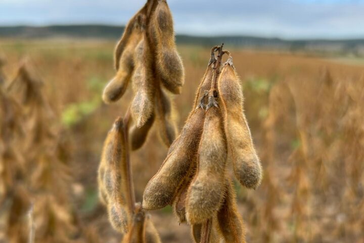 Reife Sojabohnen hängen an den Pflanzen auf einem Feld.