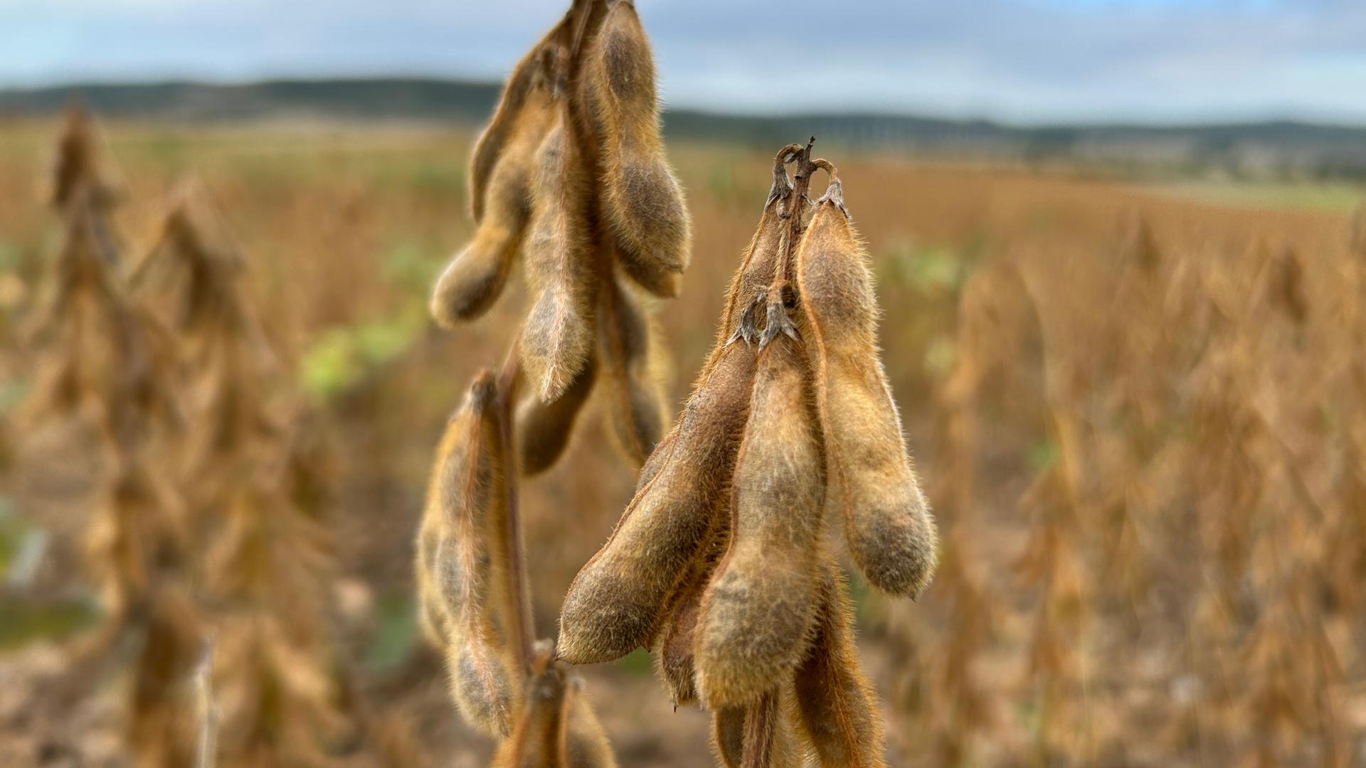 Reife Sojabohnen hängen an den Pflanzen auf einem Feld.