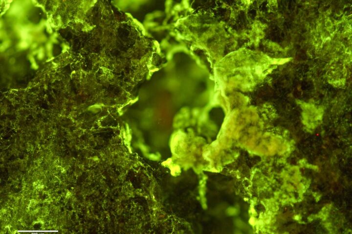 Makroaufnahme einer grünlich leuchtenden Gesteins- oder Erzprobe mit einer kleinen Maßstabsleiste.