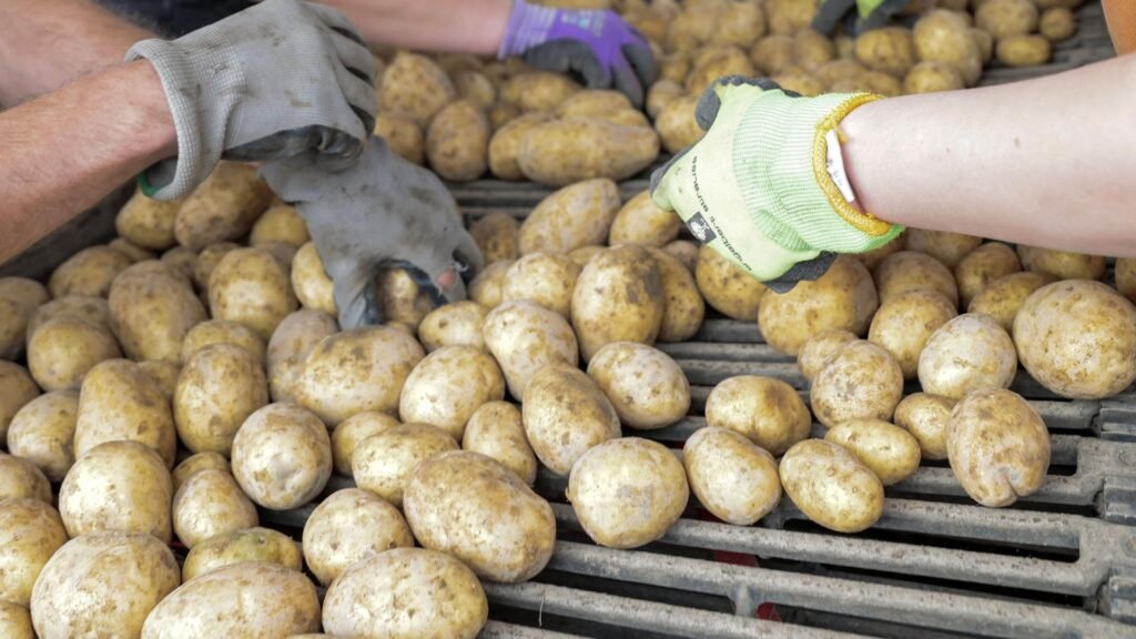 Hände in Arbeitshandschuhen sortieren Kartoffeln auf einem Förderband.
