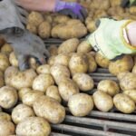 Hände in Arbeitshandschuhen sortieren Kartoffeln auf einem Förderband.