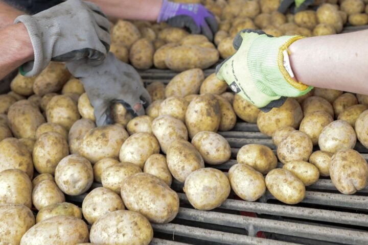 Hände in Arbeitshandschuhen sortieren Kartoffeln auf einem Förderband.