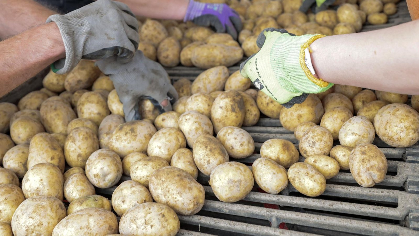 Hände in Arbeitshandschuhen sortieren Kartoffeln auf einem Förderband.